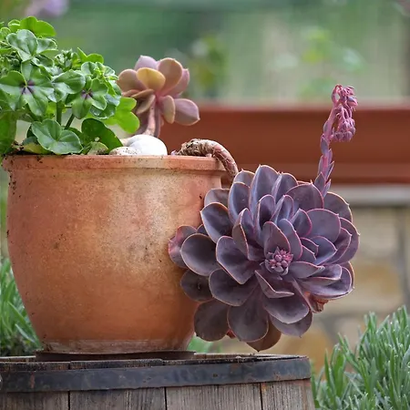In Mit Gemeinsamem Pool Und Garten
